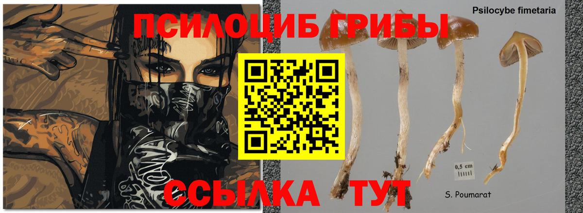 Галлюциногенные грибы прущие грибы  Вход с VPN  Ипатово 